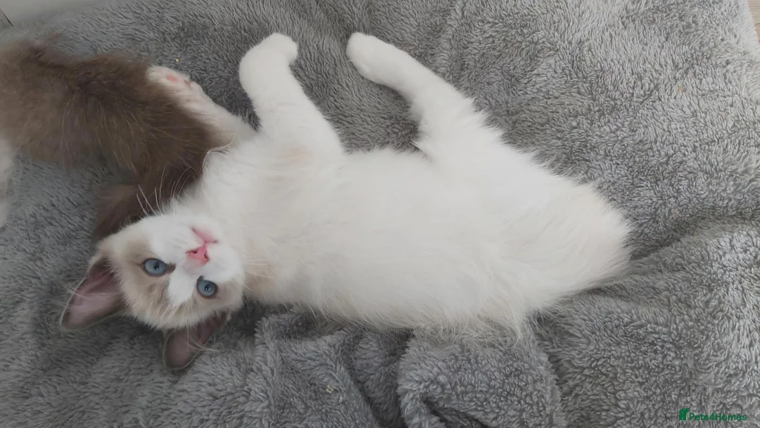Ragdoll cats for sale: RAGDOLL BICOLOUR GIRL BLUE EYES READY NOW  - Advert 2