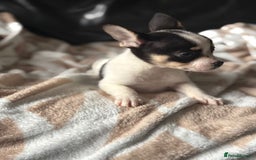 Mixed Breed dogs for sale: French poms *READY NOW 2 LEFT* - Image 7