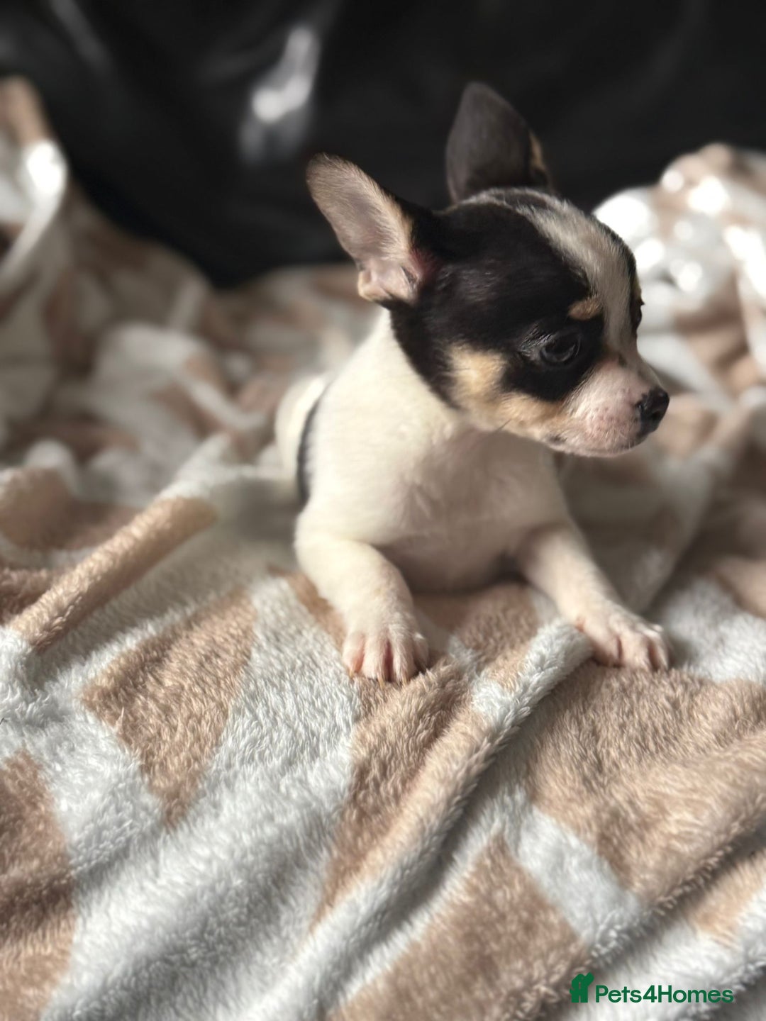 Mixed Breed dogs for sale: French poms *READY NOW 2 LEFT* - Image 7