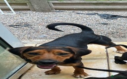 Mixed Breed dogs for sale: Jack Russell x cocker spaniel  - Image 1