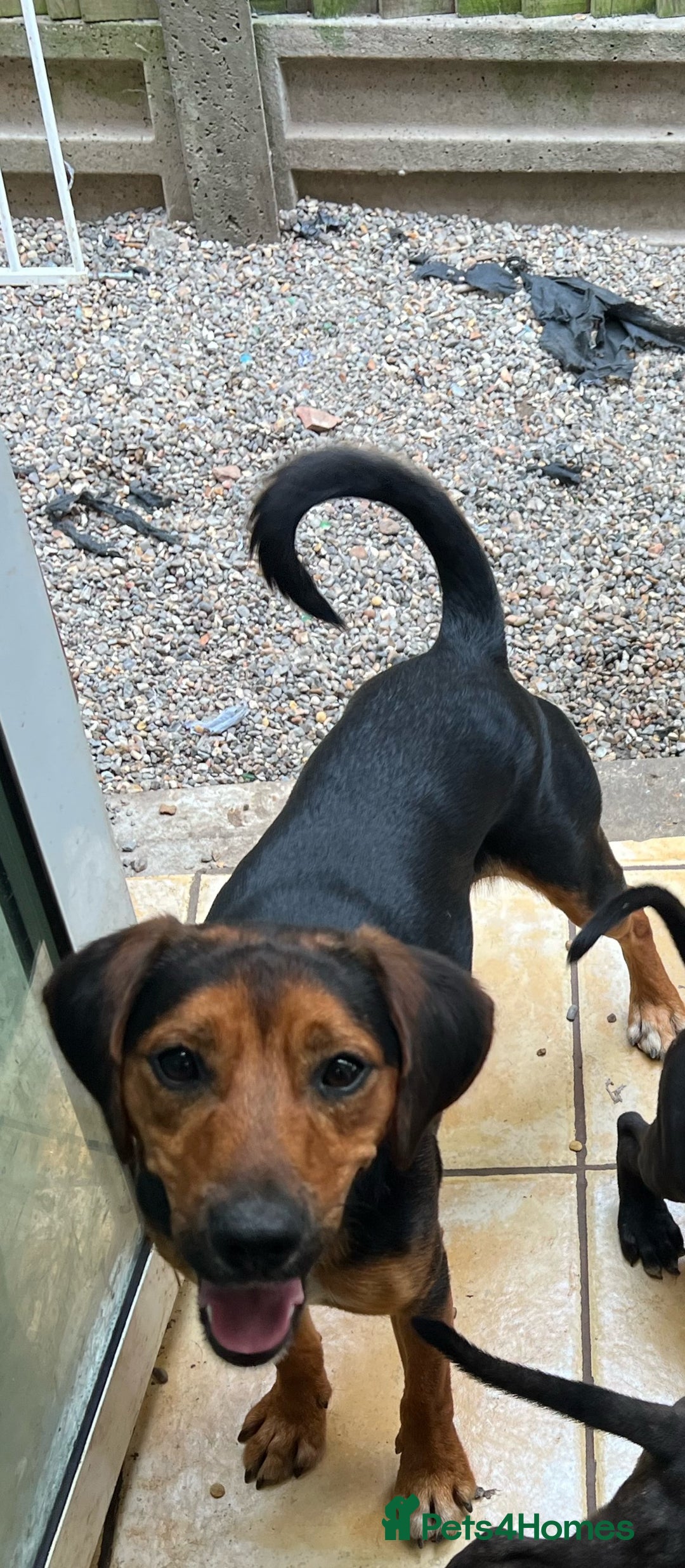 Mixed Breed dogs for sale: Jack Russell x cocker spaniel  - Image 1
