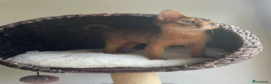 Abyssinian Kitten ruddy girl 