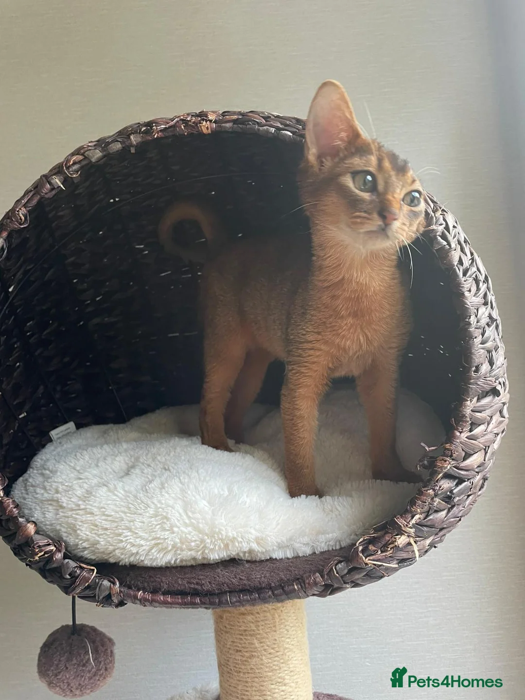 Abyssinian cats for sale: Abyssinian Kitten Boy and girl Tica Show Quality  - Advert 29