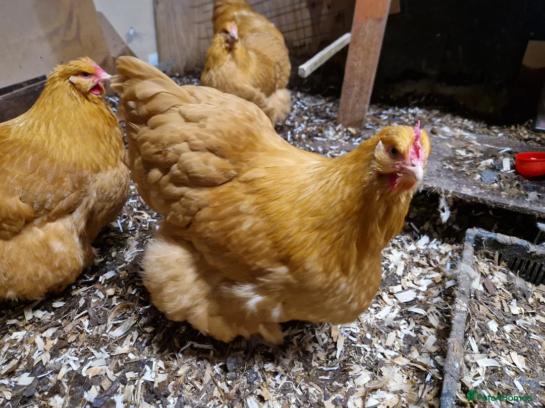 Chickens poultry for sale: Buff Orpingtons for sale - Advert 2