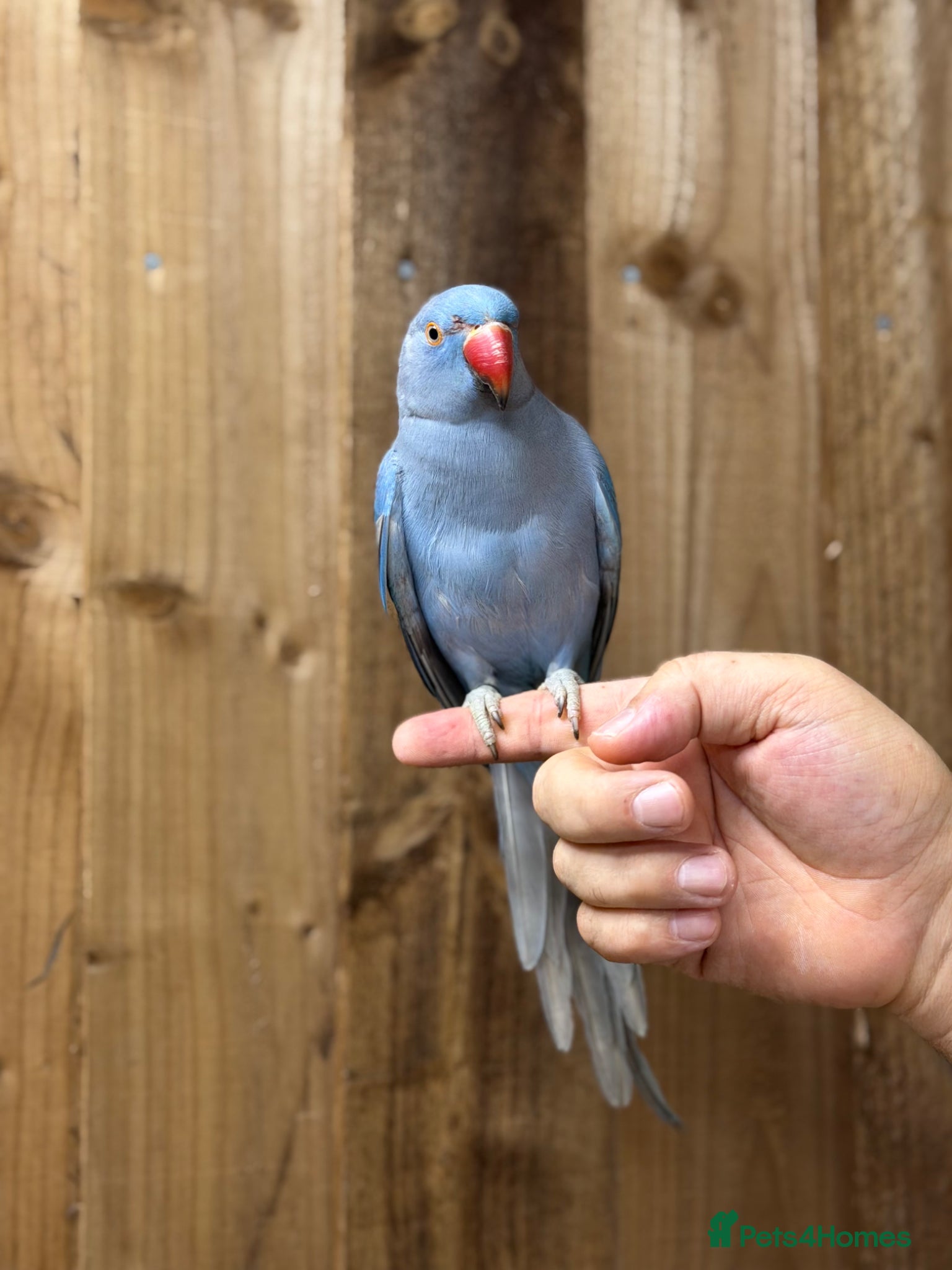 Ringnecks birds Blue ring neck - Advert 11