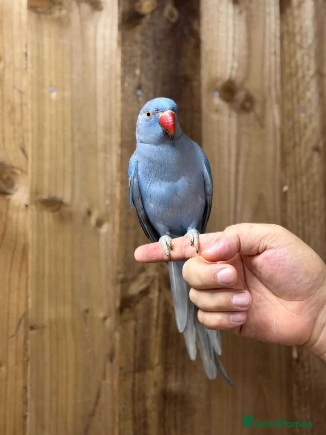 Ringnecks birds for sale: Blue ring neck - Advert 1