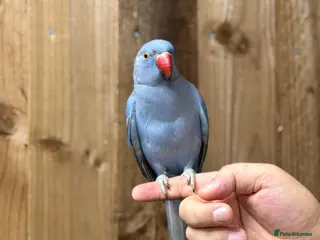 Ringnecks birds Blue ring neck - Advert 11