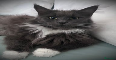 Maine Coon cats - Advert 5