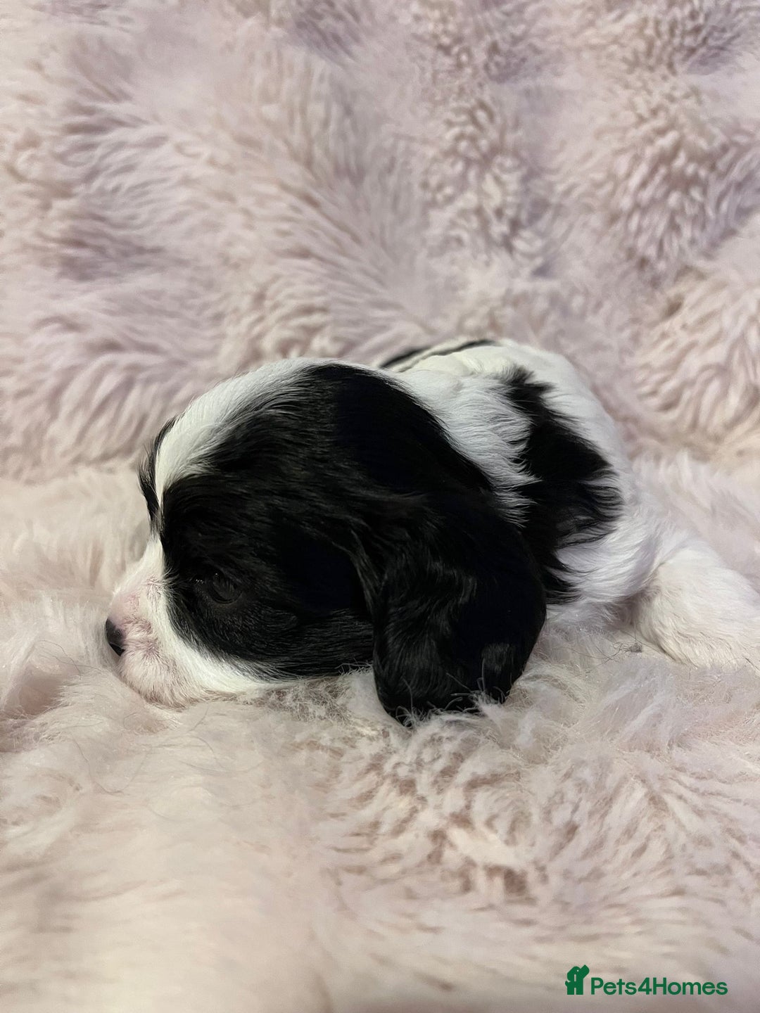 Cavapoo dogs for sale: Beautiful F1B REVERSE Cavapoos - Advert 12