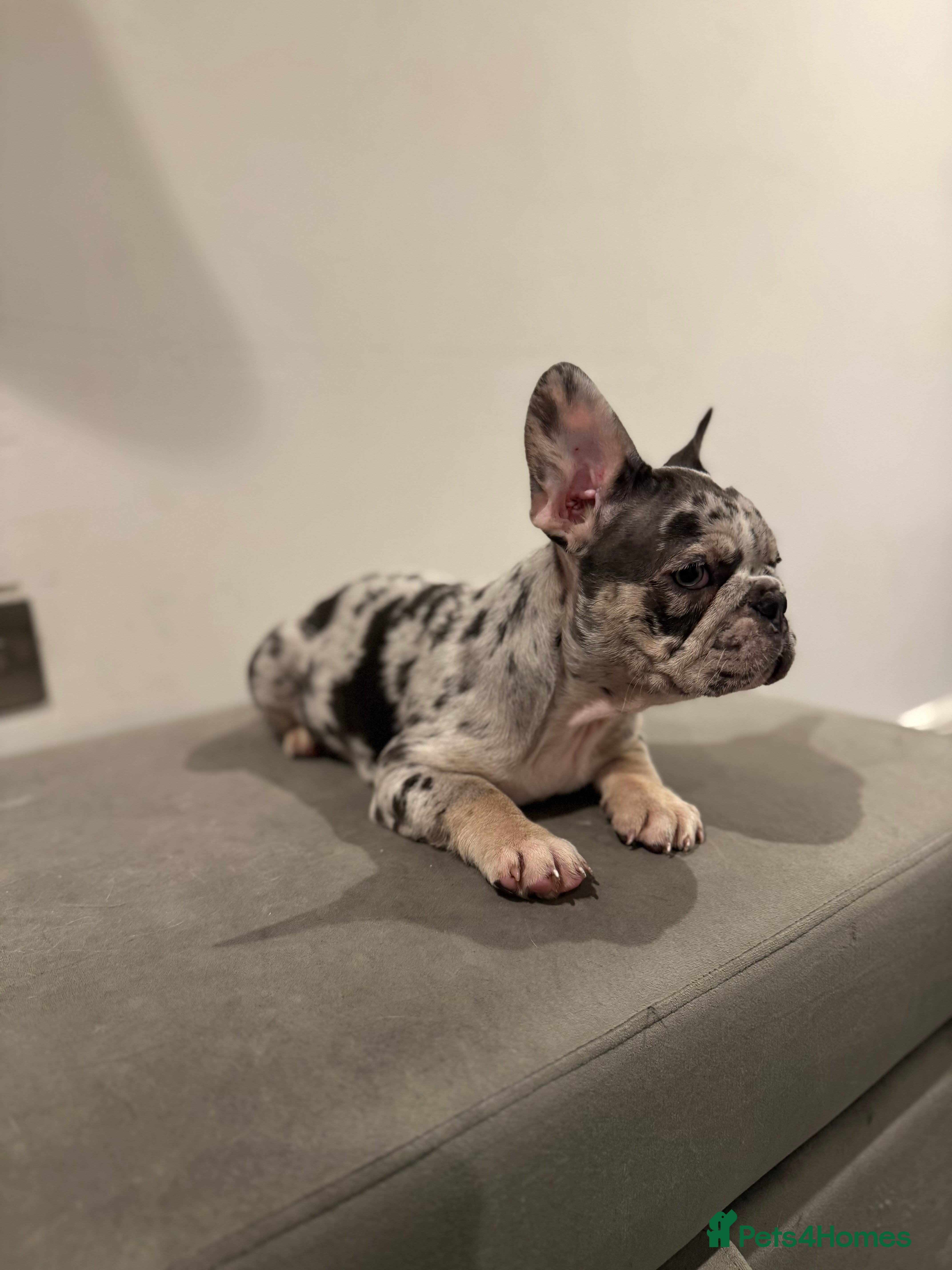 French Bulldog dogs French bulldog Discounted for families 🤗 - Advert 14