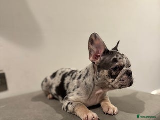French Bulldog dogs French bulldog Discounted for families 🤗 - Advert 14