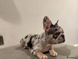 French Bulldog dogs French bulldog Discounted for families 🤗 - Advert 22