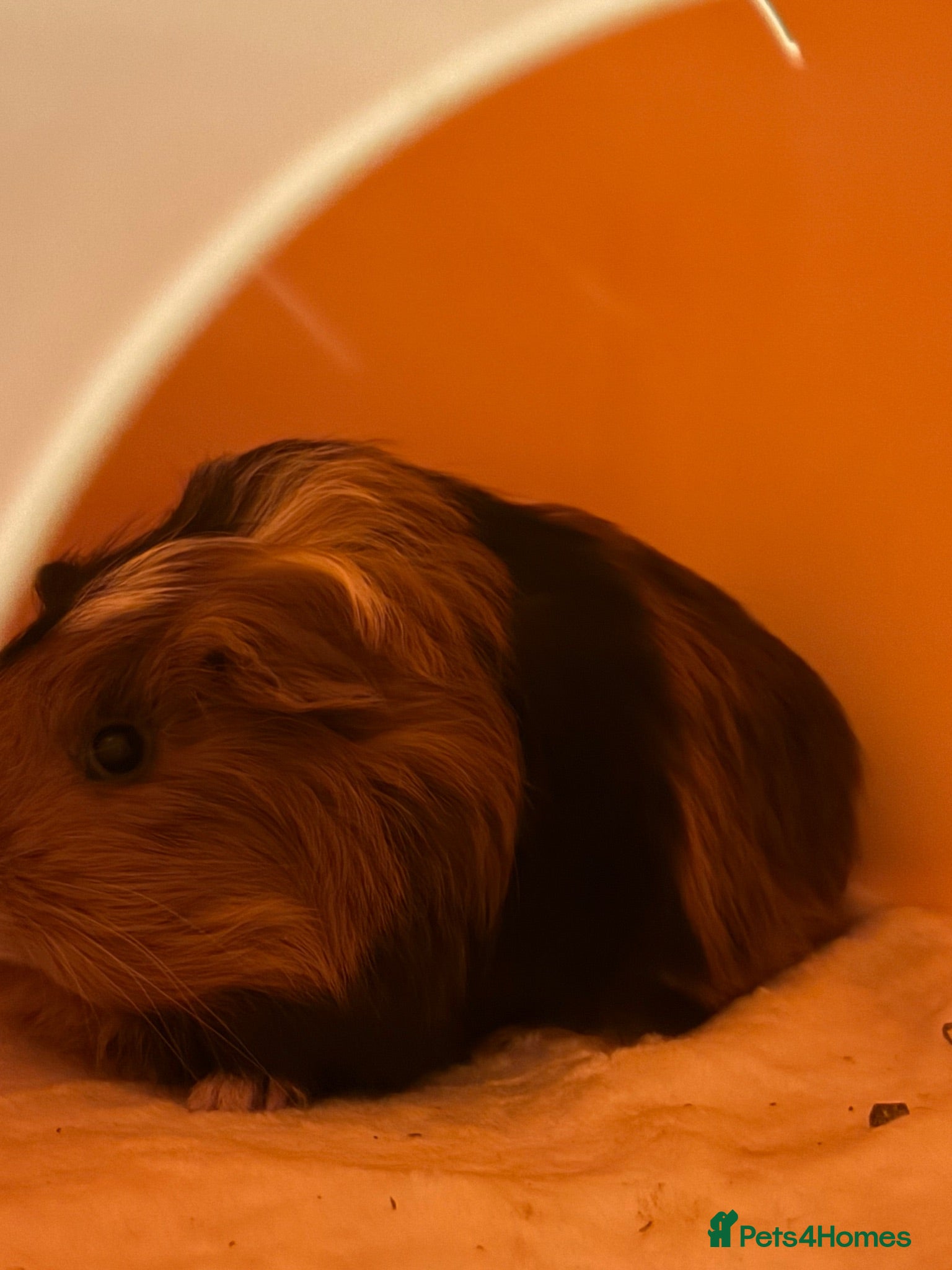 Guinea Pig rodents Two Male Guinea Pigs and Set up - Advert 1