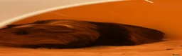 Guinea Pig rodents for sale: Two Male Guinea Pigs and Set up - Advert 1