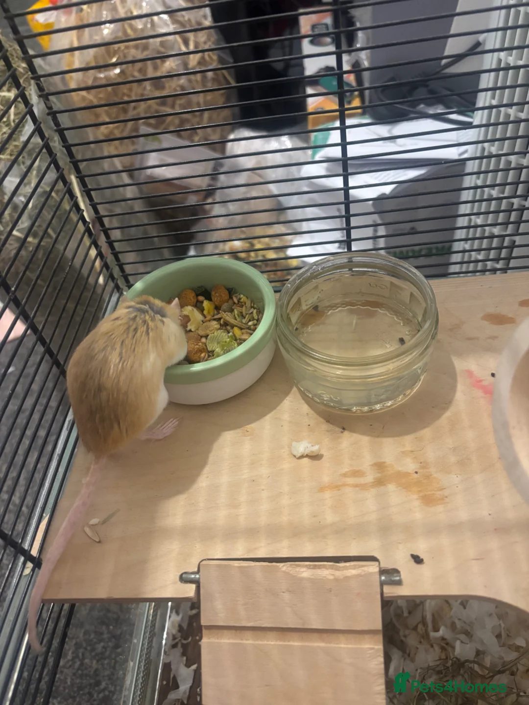 Gerbil rodents for sale: Female gerbils in Newcastle - Advert 2