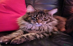 Maine Coon cats for sale: Maine Coon pedigre XL - Image 10
