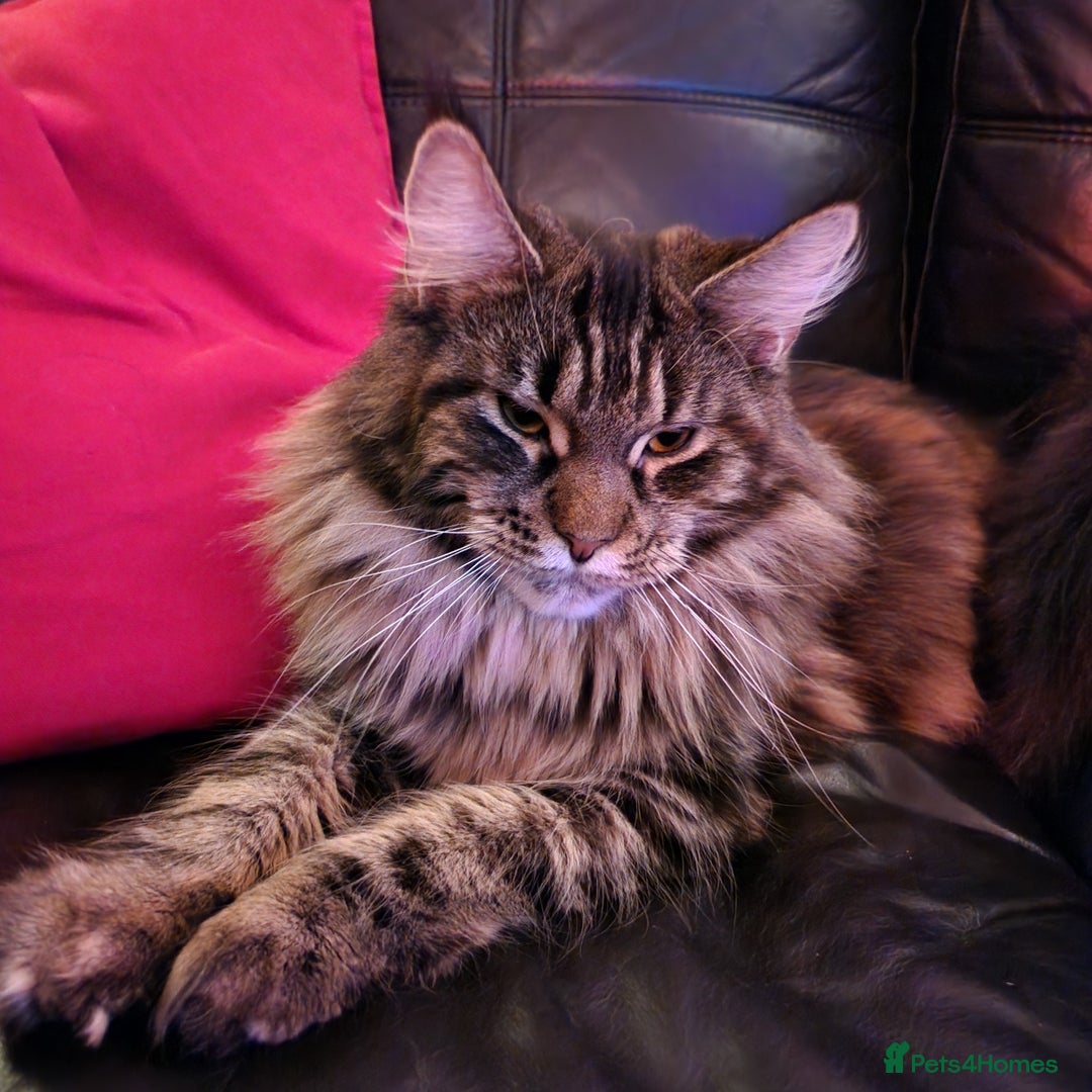 Maine Coon cats for sale: Maine Coon pedigre XL - Image 10