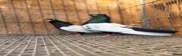 Pigeons birds for sale: IMPORTED IRANIAN SINEH PIGEONS - Advert 3