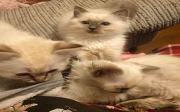Ragdoll cats for sale: Stunning Adult Ragdoll and Kittens available!  - Image 16