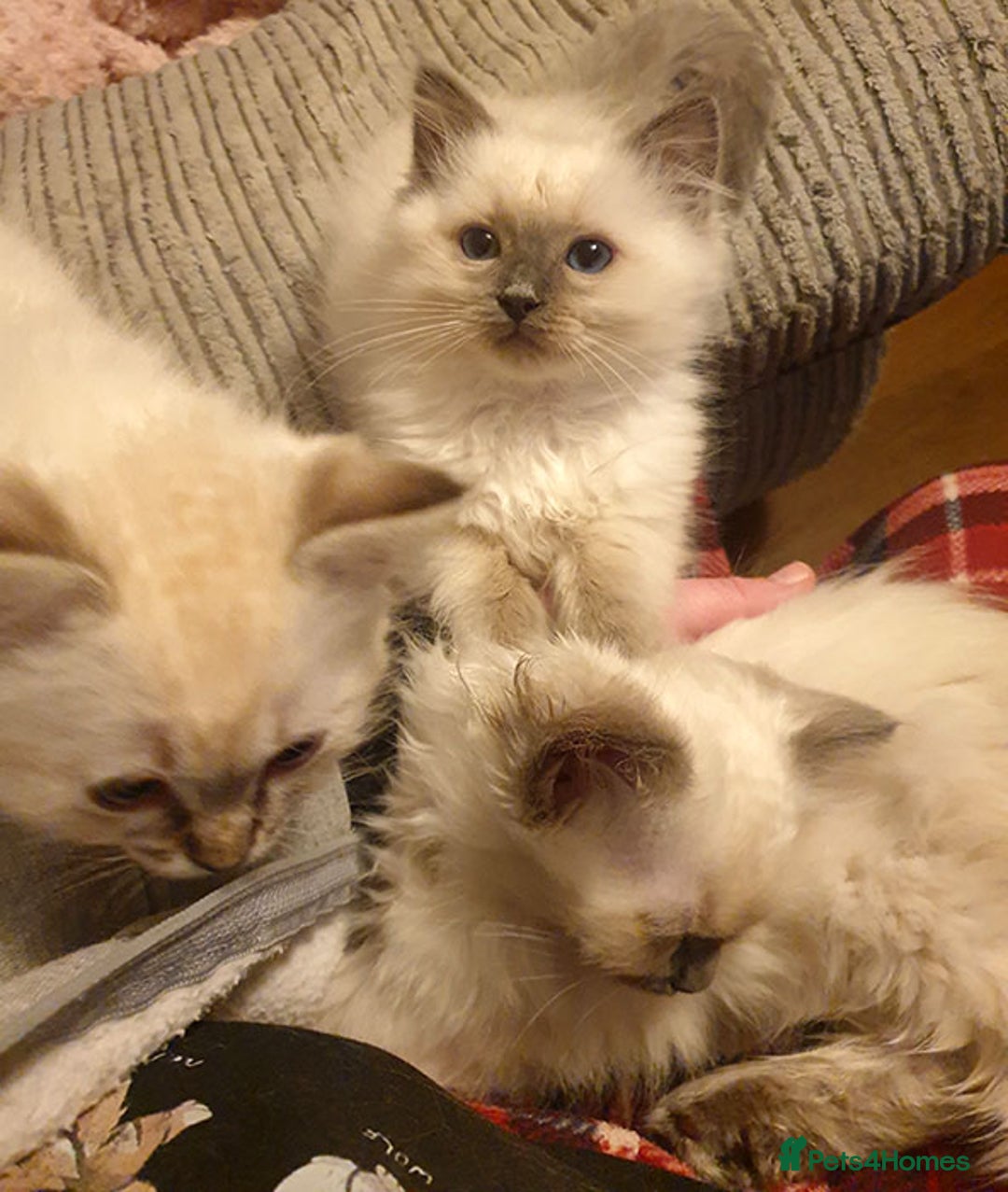 Ragdoll cats for sale: Stunning Adult Ragdoll and Kittens available!  - Image 16
