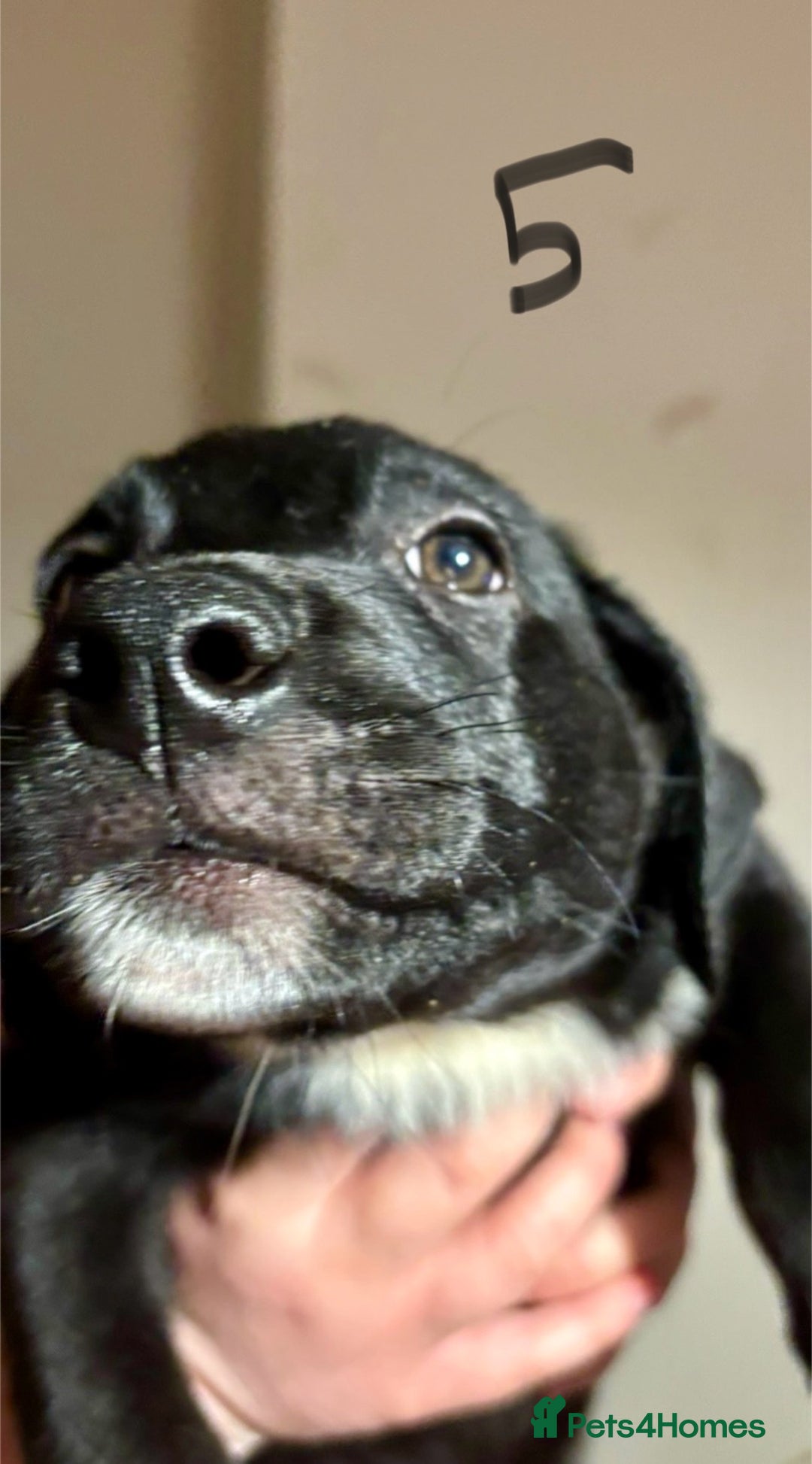 Mixed Breed dogs for sale: 8 week old German shepherd/ Labrador cross pups   - Image 12