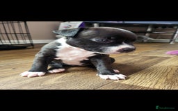Staffordshire Bull Terrier dogs for sale: KC Reg Staffy Pups – Beautiful Chunky Puppys - Image 14