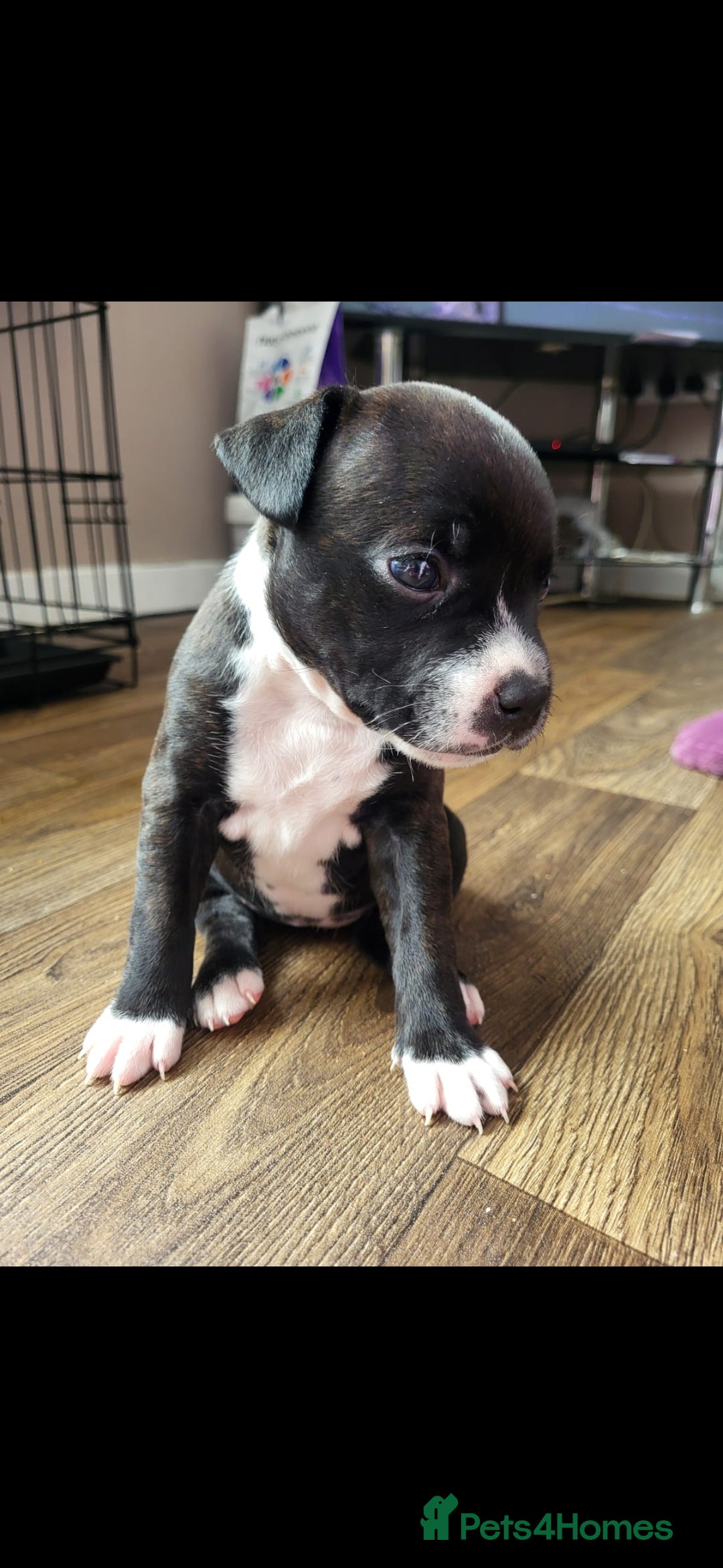 Staffordshire Bull Terrier dogs for sale: KC Reg Staffy Pups – Beautiful Chunky Puppys - Image 14