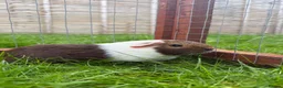 Guinea Pig rodents for sale: Female baby guinea pig! - Advert 1