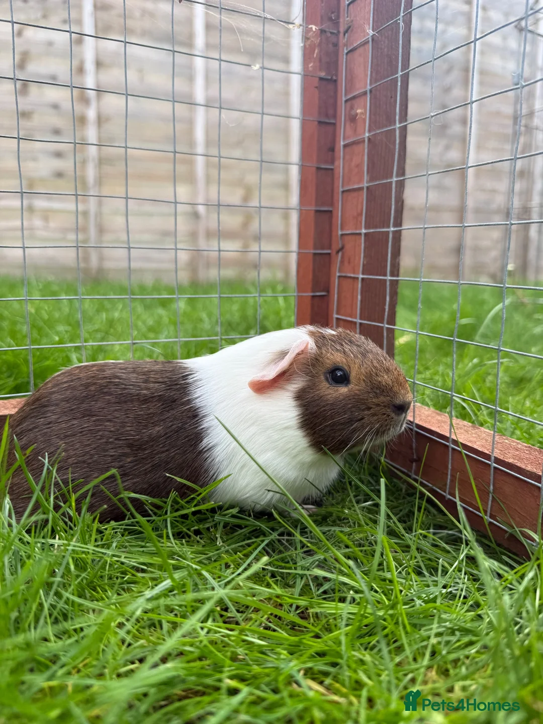 Guinea Pig rodents for sale: Female baby guinea pig! - Advert 1