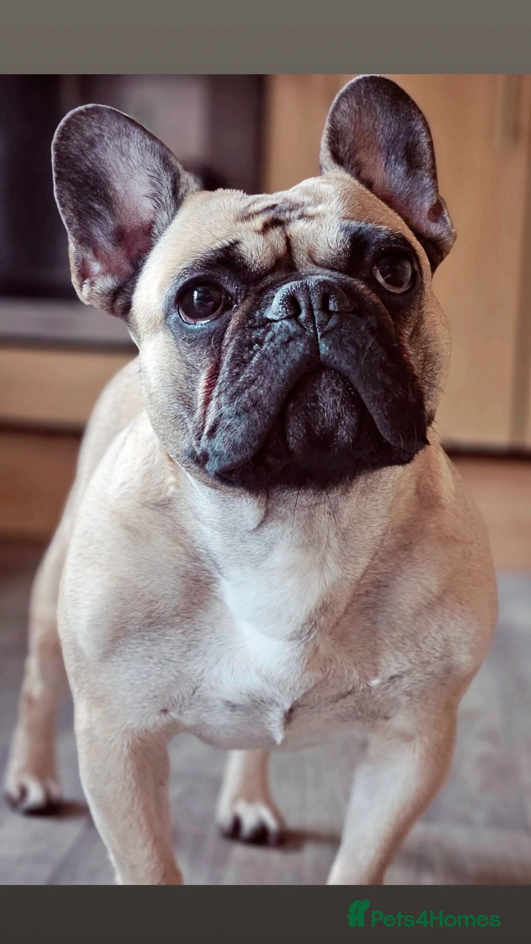 Mixed Breed dogs Two French bulldog cross with border collie - Advert 2