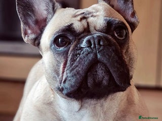 Mixed Breed dogs Two French bulldog cross with border collie - Advert 2