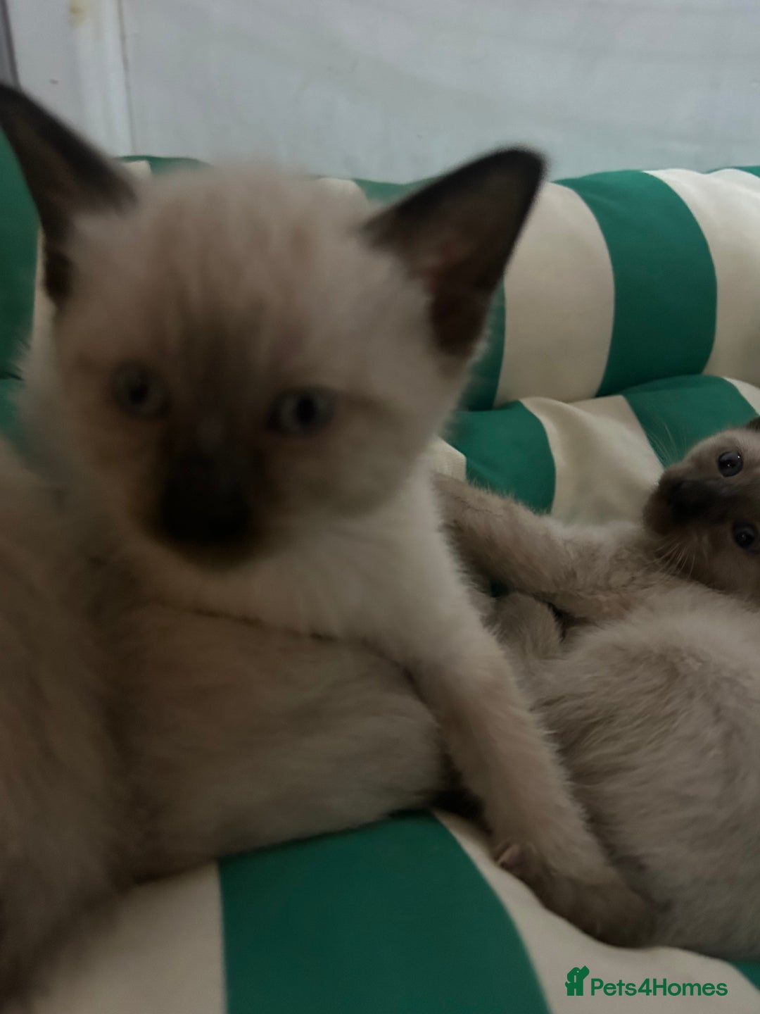 Siamese cats for sale: 6 adorable Siamese kittens  - Advert 3