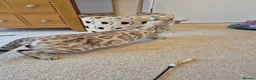 Bengal cats for sale: Seal Mink Rosetted Male Bengal - stud - Advert 3