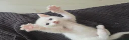 Mixed Breed cats for sale: 🔹️🔸️🔹️Kittens🔸️domestic cat x Ragdoll 🔹️🔸️ - Advert 14
