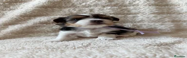 Biewer Terrier 1