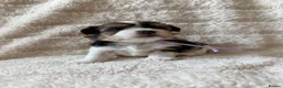 Biewer Terrier dogs for sale: Beautiful Biewer Terriers - Advert 7
