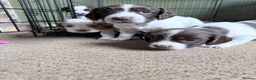 Sprocker dogs for sale: Chunky Sprocker spaniels  - Advert 3