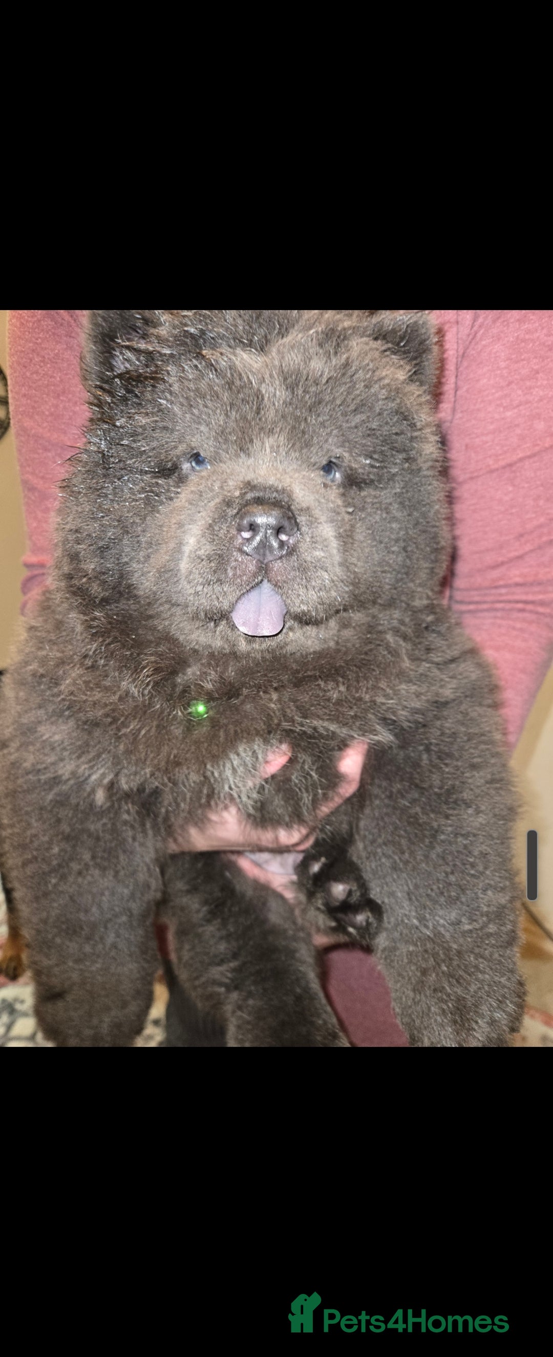 Chow Chow dogs for stud: KC Blue Chow Stud Blue Chow Chow Stud  - Advert 12