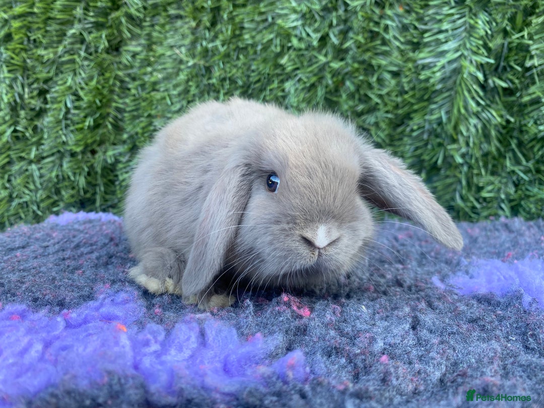 Mini Lop rabbits for sale: Mini lop buck  - Image 1