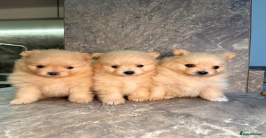 Pomeranian dogs Pomeranian teddy bear face puppies🐶 - Advert 4