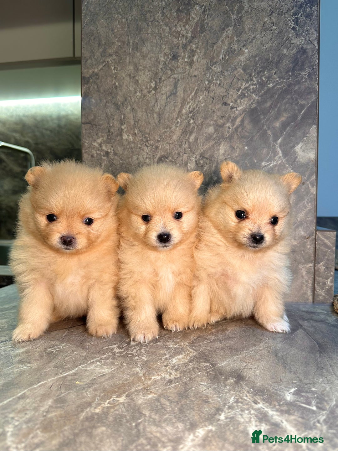 Pomeranian dogs for sale: Pomeranian teddy bear face puppies🐶 - Advert 11