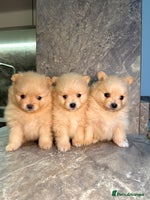 Pomeranian dogs Pomeranian teddy bear face puppies🐶 - Advert 1