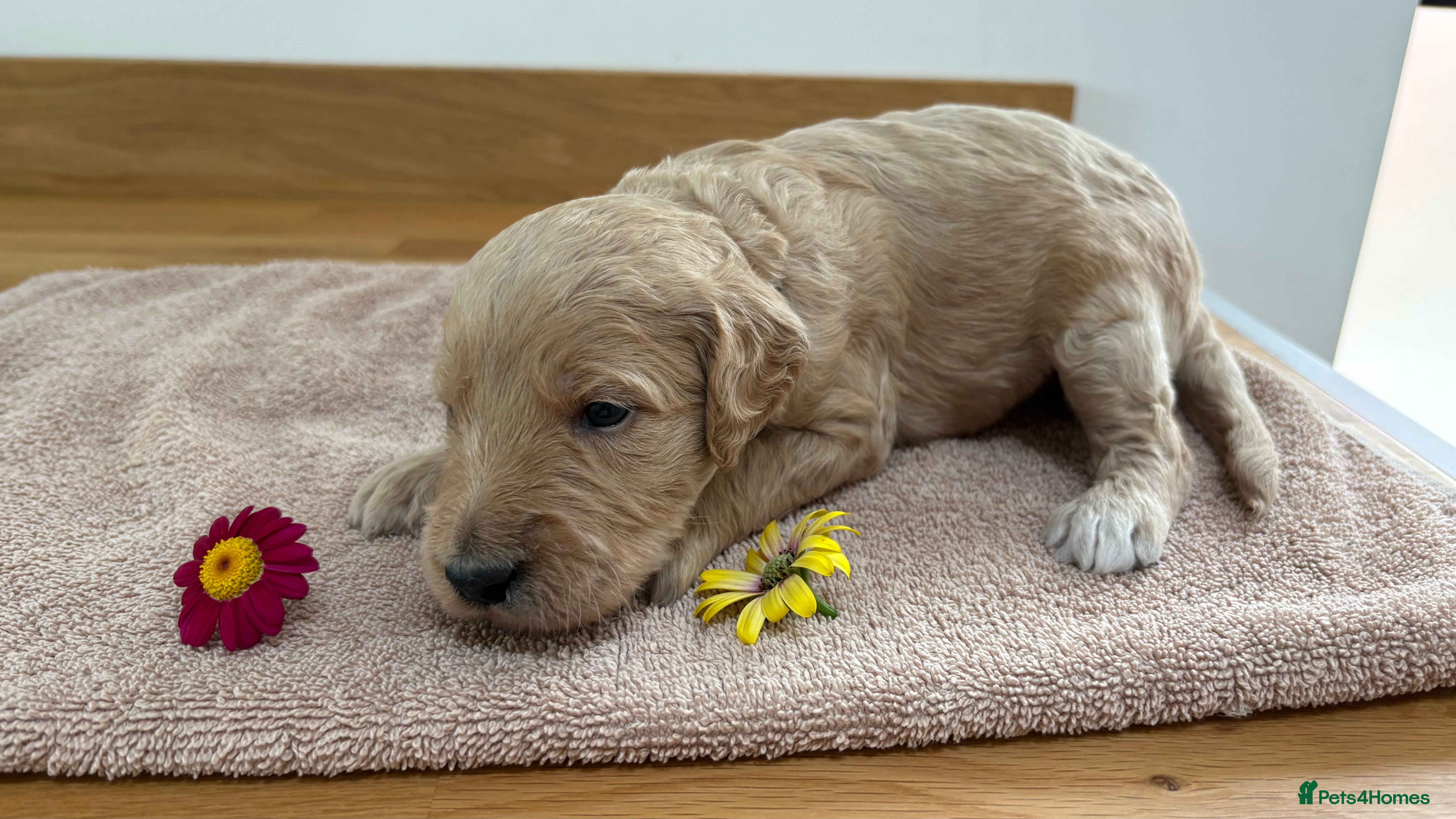 Goldendoodle dogs for sale: Golden doodle puppies from a loving home - Advert 6