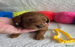 Mini Goldendoodle dogs for sale: 👑Superb Rare Toy/Mini Deepest Red Goldendoodles👑 - Image 13
