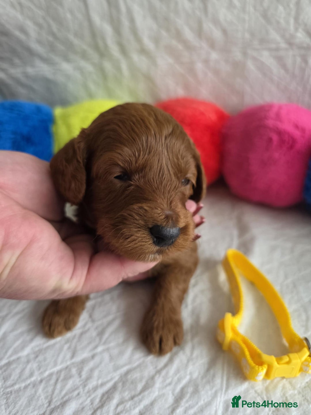 Mini Goldendoodle dogs for sale: 👑Superb Rare Toy/Mini Deepest Red Goldendoodles👑 - Image 13