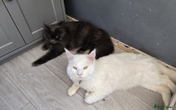 Maine Coon cats for sale: Amazing maine coon intact male - Image 3