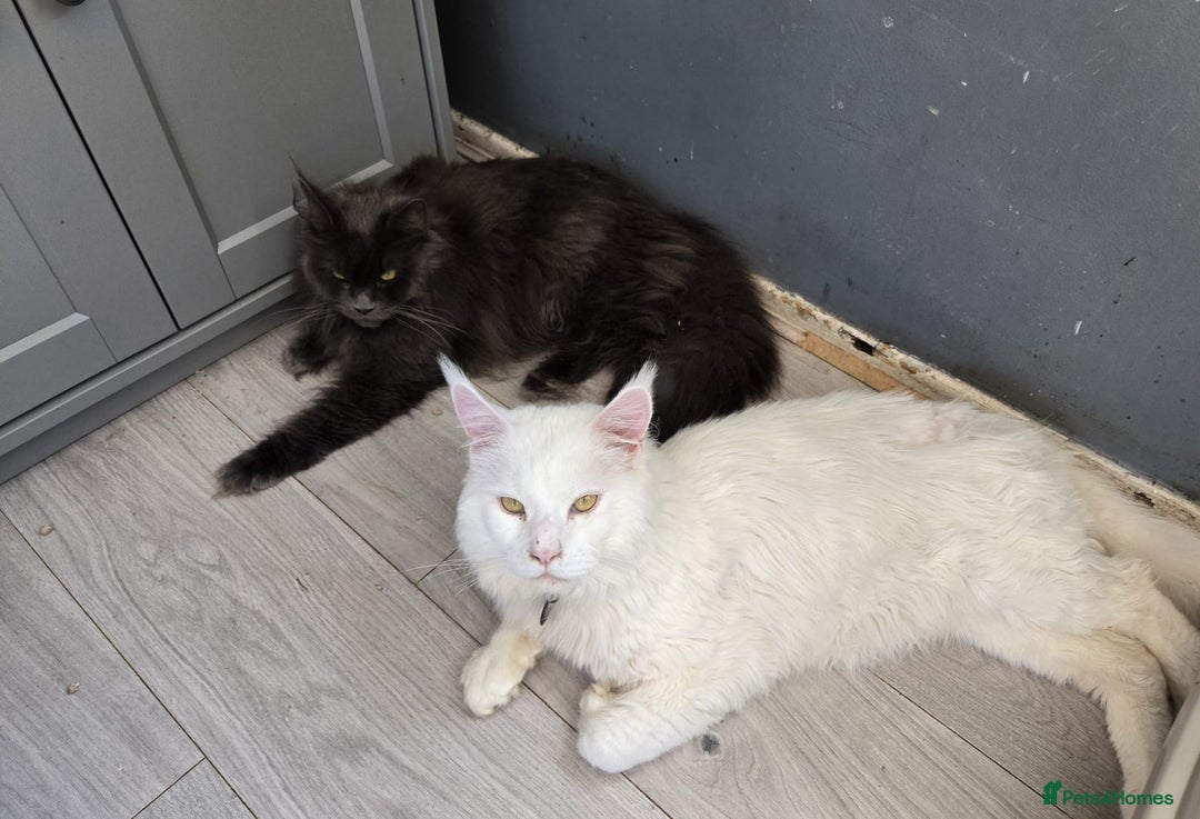 Maine Coon cats for sale: Amazing maine coon intact male - Image 3
