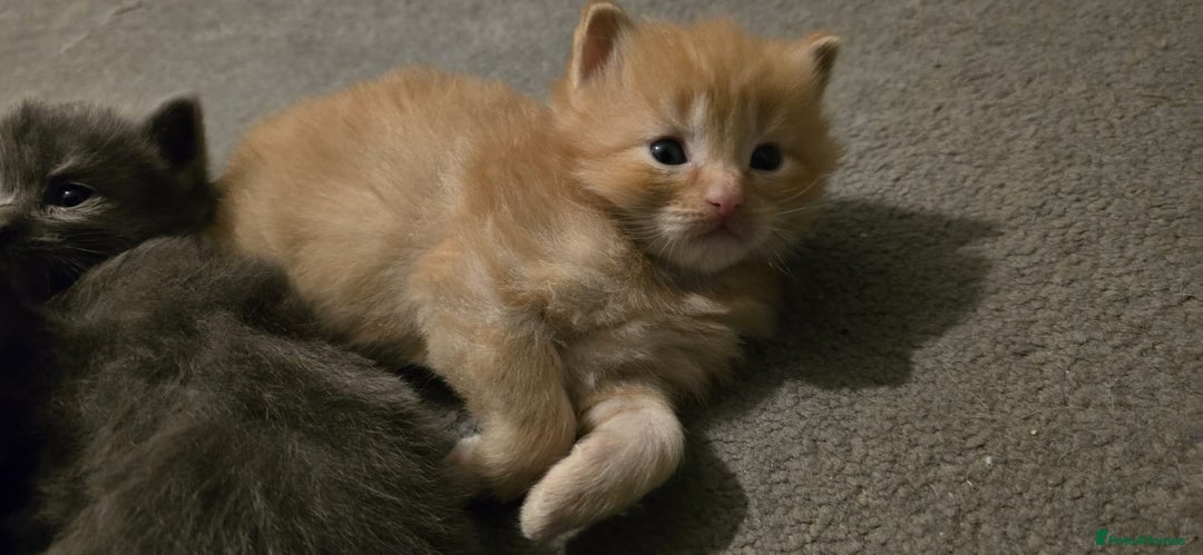 Ragdoll cats for sale: Ragdoll x Siberian mix - Advert 6