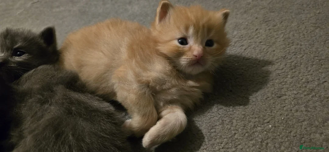 Ragdoll cats for sale: Ragdoll x Siberian mix - Advert 13