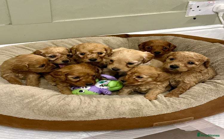 Goldendoodle dogs Miniature Goldendoodles - Ready Mid December  - Advert 5